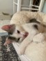 Tamba_Babuin (6)
